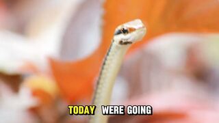 Snake venom