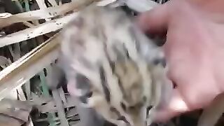 This family rescued an abandoned baby serval cat and raised it with love. #animalshorts