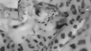 A snow leopard family's bond #animals #shortvideo #animalshorts