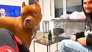 funny animals 76