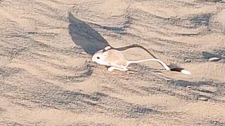 A two-footed rat|2paon Wala choha