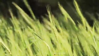 TIVRA - Kangri Chambyali Mashup (Himachali Folk)
