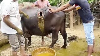 গরুটা সাথে কি হয়েছে