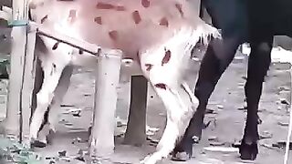 পাটা ছাগল দিয়ে কাজ করালে ১০০০ টাকা লাগবে
