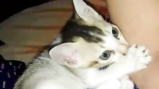 My cute cats 2