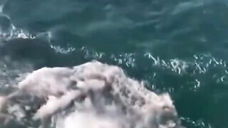 Are you dare to swim against the current directly back to shore??