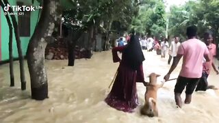 Dogs life save