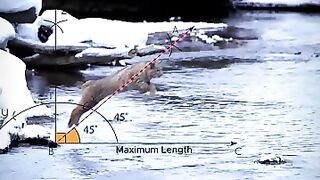 Cat Jump an Example of Projectile Motion