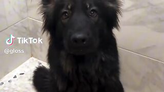 Cute dogie❤️