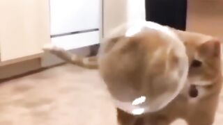 Funny animals videos 14