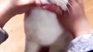 Videos animals Cat's funny