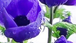Beautiful nature 210