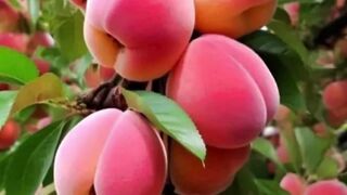 Beautiful Stutus video