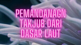 Pemandanagn Takjub dari Dasar Laut