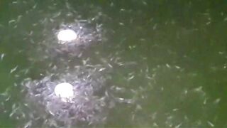 Larva lele yang baru belajar makan pelet dibuatkan pasta dulu pelet nya