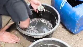 Apakah kalian pernah beli bibit lele ditakar sperti ini ? Berapa harganya dan ditakar dengan apa ?
