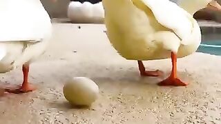 Baby duck #duck #babyduck #shorts