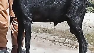 Beautiful black goat for sale