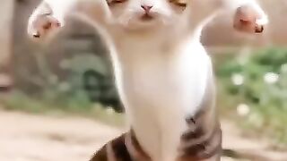 cute cat videos //cute cat dance //cat beautiful dance //cat dance motorcycle //motorcycle dance
