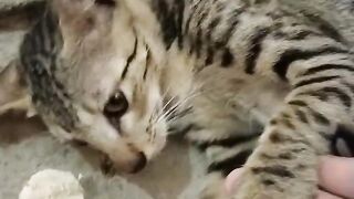 My lovely kitten