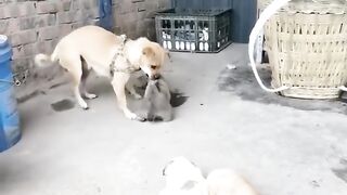 #funny cat and dog