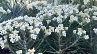 Edelweiss