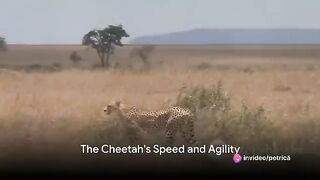 Life of a Cheetah Speed, Stealth, Survival.