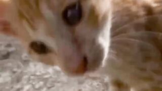 Cat core