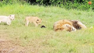 Naughty Lion Cubs Bother Dad Trying to Sleep.