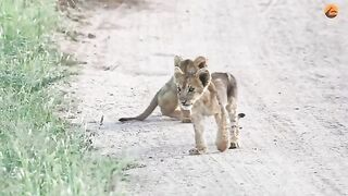 Heart-Warming Reunion Between Lost Cubs and Mother.