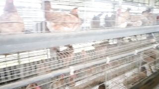 Most chicken