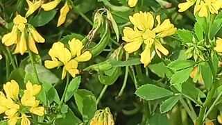 Beauty of Firingi flower