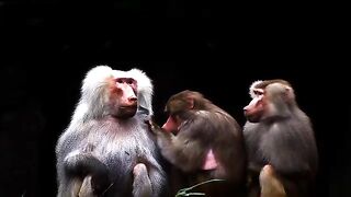 Monkey family 2