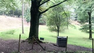 "Woodland Harmony: A Retreat into Nature’s Quietude"