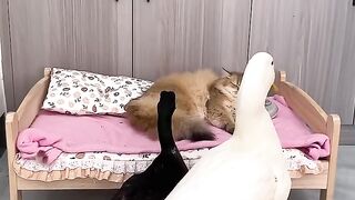 Laugh until my stomach hurts.The Cat and the Duck.