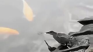 clever little bird