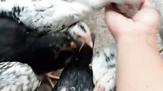 ???????????? chicken