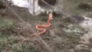 Amazing Snake Orange