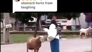 The World Most trouble Goat