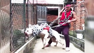 National Dog Show