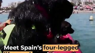 Spain’s four-legged lifeguards help save lives - Al Jazeera Newsfeed