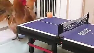 Funny cat 308