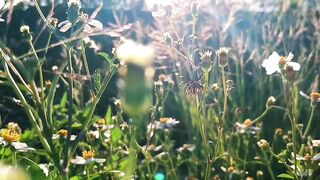 Flowers that almost no longer exist