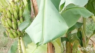 Banana fruit care