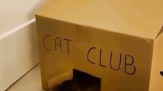 CAT CLUB BRO