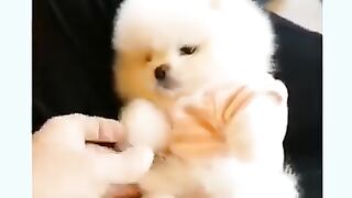 Funny baby dogs   cute baby dogs   baby animal videos #shorts