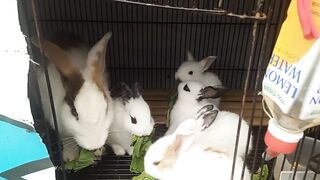 Anak kelinci yang lucu