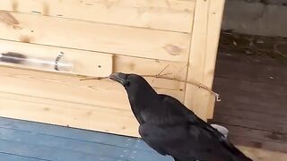 Intellegent Crow Invent a trick
