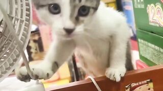 Kitten 13