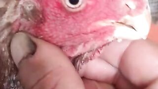 The beak bird